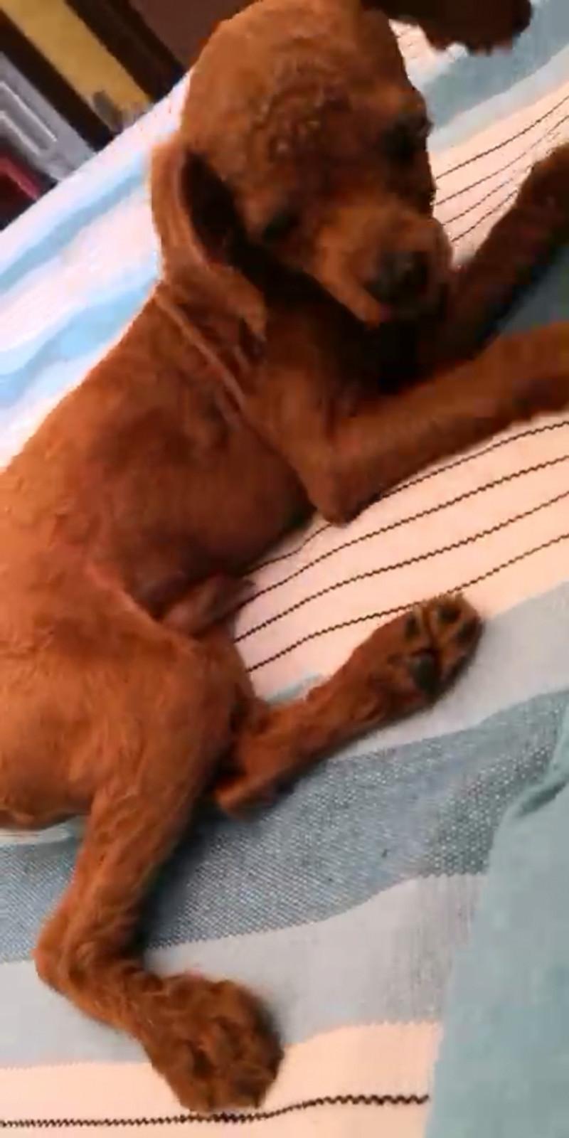 唐山市鹭港小区铁树附近寻找刚剪了毛的泰迪