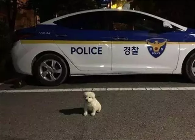 当警察蜀黎遇到流浪狗，从此狗生逆袭，超暖哦