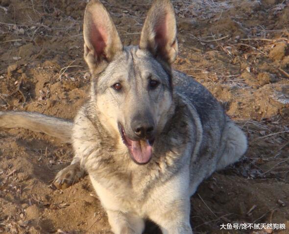 狼青犬的魅力, 养了才知道, 那是无法超越的霸气!