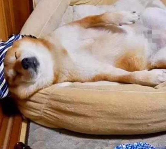 鏟屎官套路柴犬，給它灌了幾口啤酒，柴犬的反應笑哭主人