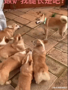 网友养了只柴犬，结果误入“鸡圈”后被碾压，汪：羡慕我腿长吗？