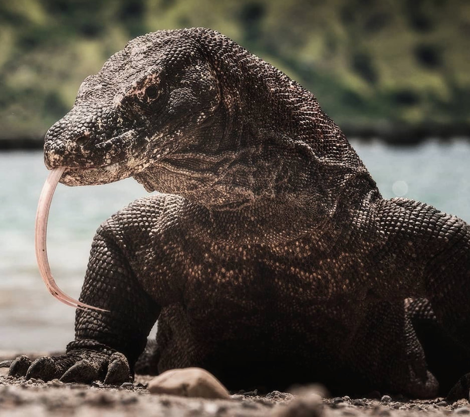 美国总统的宠物不一般！陆地上的剧毒“鳄鱼”，竟能处女分娩！