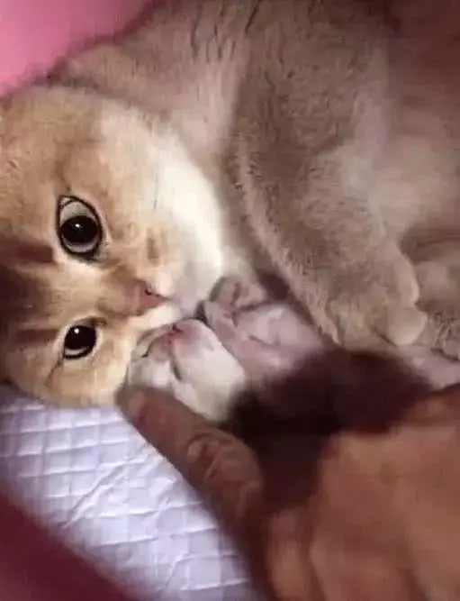 猫咪怀孕一窝只生一只，紧紧抱着不撒手，愁坏了小姐姐！
