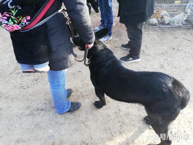 已经出售的黑狼犬不肯走, 买家无奈请求卖家帮忙搬运!