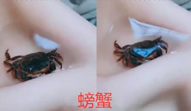 同样是“锁骨养宠物”，抗住金鱼，忍了螃蟹，看到最后：最强王者