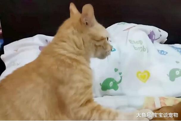 母猫像只跟屁虫一直缠着公猫，公猫忍无可忍，趁主人不在将母猫……