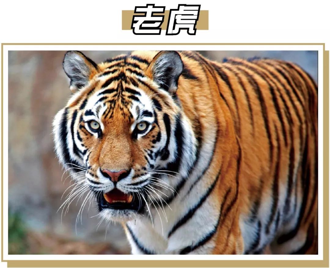 终极猫控听力试题！进来看看你能得几分？