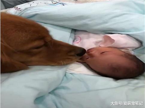 金毛第一次见到小主人, 好奇地用鼻子去记住这个味道, 举动好有爱