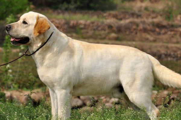 在农村遇到这几个类型的狗狗，最好不要轻易去接近它，小心被咬了