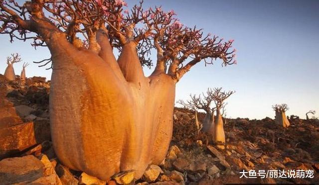 沙漠最能活的＂花瓶树＂，储水2吨，引进国内却成了笑柄！