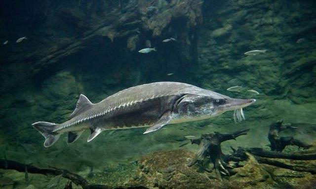 动物趣闻：盘点世界上濒危的六种鲟鱼，中国有两种上榜