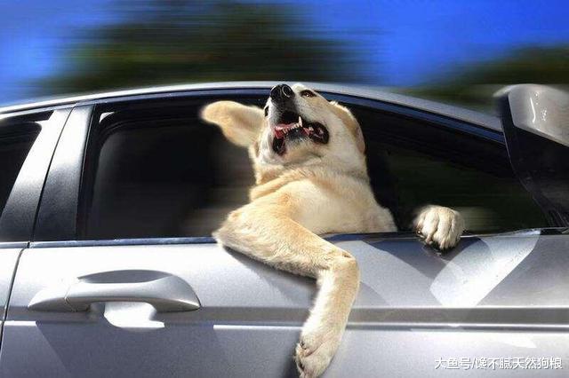 想带上狗狗假期出游？先做好这几件事再说吧