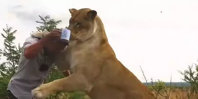 飼養員當獅子面喝咖啡，獅子看到后撒嬌非要喝，喝完后的表情亮了