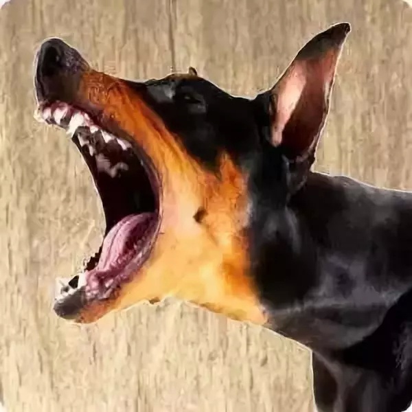 猛犬天生拥有8大本领，这是你无法改变的