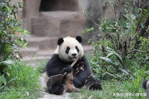 大熊猫坐着啃东西，凑近一看说不出话来：我的亲娘哎