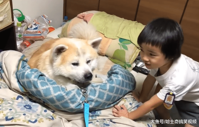 秋田犬已经8岁了，还想跟爸爸一起睡，小主人拉都拉不走
