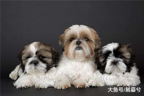 訓練西施犬定點排泄糞便需要注意的事情
