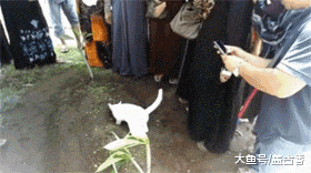主人出车祸去世下葬时，生前宠爱的猫咪的举动，让全家人泪流满面