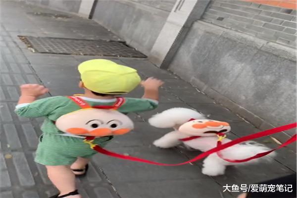 贵宾犬来到家，就主动当起了孩子的“大玩具”，得开多少工资给它