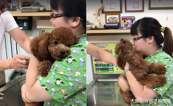 看见泰迪老实许多，确认生病后带去医院，刚到不久狗子就斯巴达了