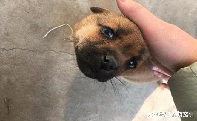 如果狗狗有下面4种行为，说明它不再忠诚你了