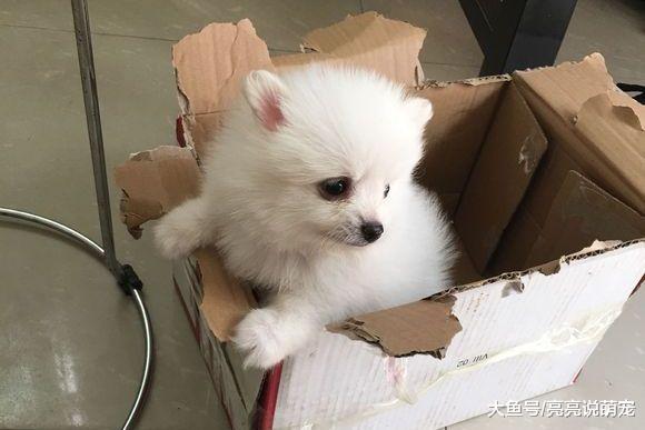 让博美在箱子里玩，它突然从里边出来了，狗：真不好意思！