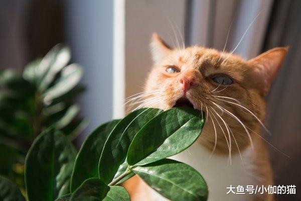又有人因为猫掉毛弃养，所以养猫前请判断一下：能否接受这些缺点