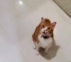 猫咪偷发圈成瘾，主人从床下就找到20个，难怪每个星期都要买！