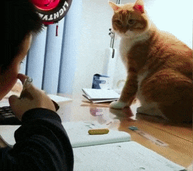橘貓監督孩子寫作業，稍一分神貓咪就舉爪子，貓：我臉上有字啊…