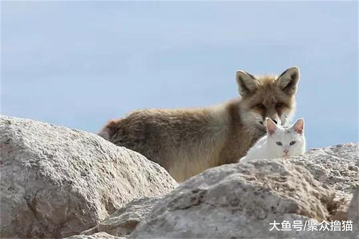 狐狸和猫咪相伴的故事, 猫咪外出捕食失败, 老鼠之患来临(三)
