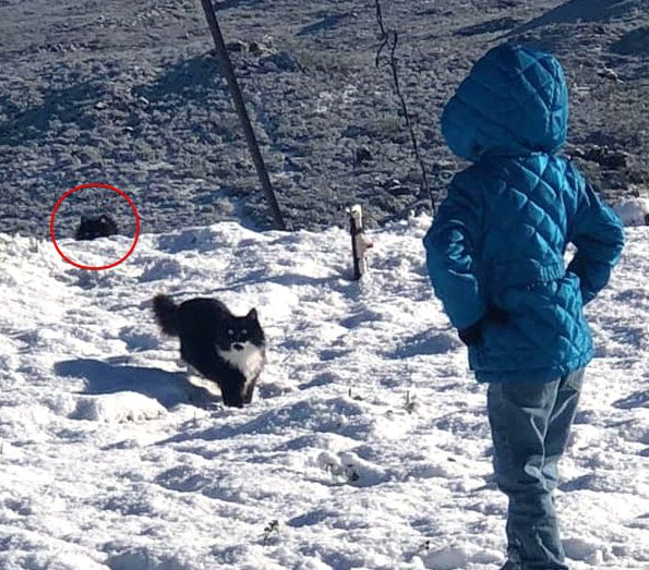 被收留的喵星人以身相报，化身黑猫警长贴身护卫