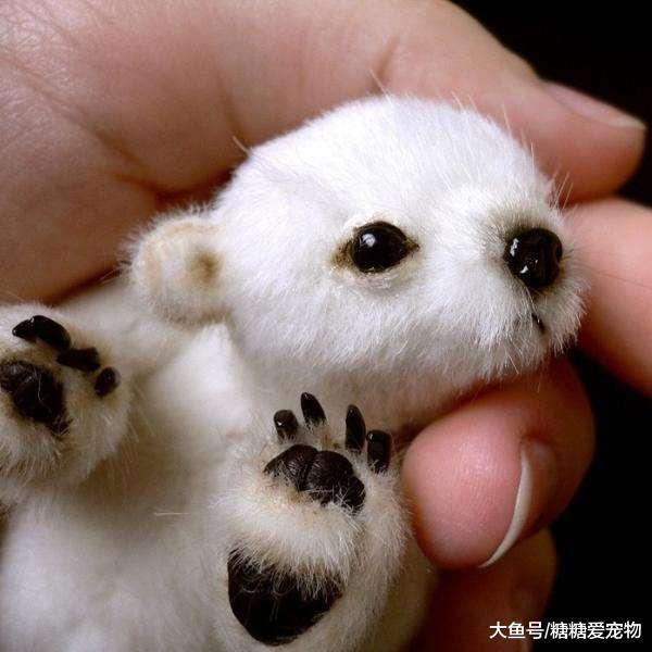 动物小时候的模样大盘点，最萌的是哪只？看到第5只心都化了