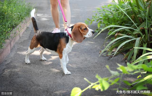 带狗狗出去遛弯，这4种方式非常“伤狗”，你知道吗？