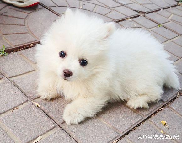 博美都快抑郁了，看到它的状态都心疼，网友：多出去走走！