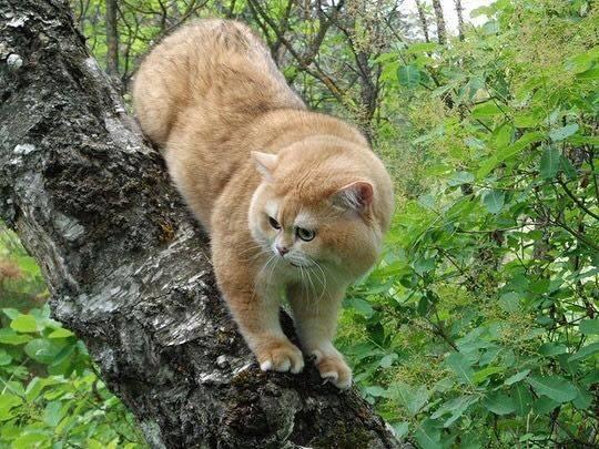 猫咪被困树上五小时，没等来救助，只能凭实力上演“猛虎下山”