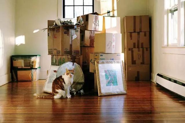 比搬家更可怕的事情：带猫搬家！