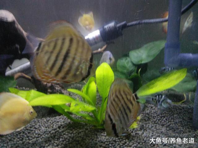 饲养观赏鱼，到底是勤换水好，还是以鱼缸水质的持续稳定为好？