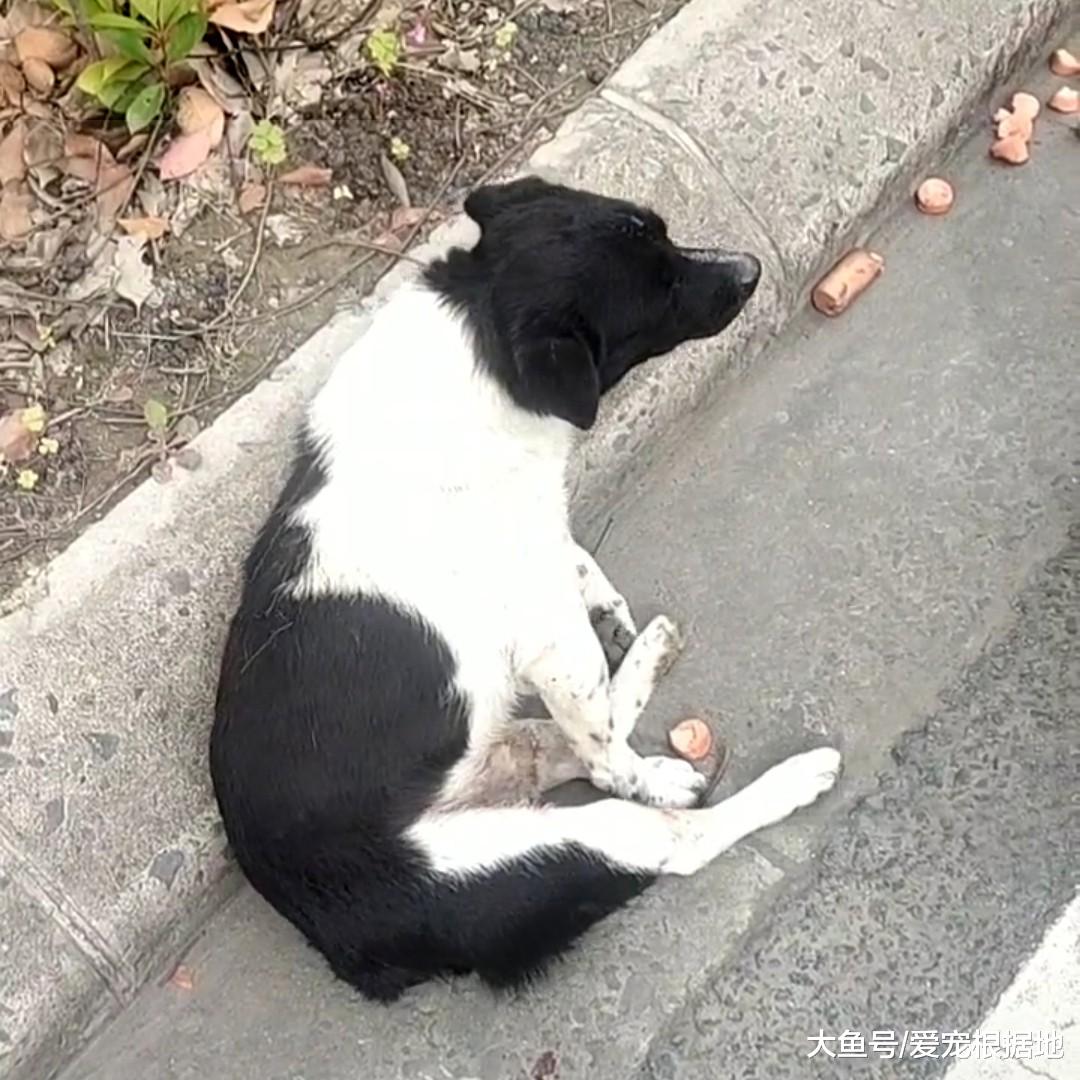 狗狗被车撞后，主人考虑20分钟后将后遗弃，好心人花万元救狗