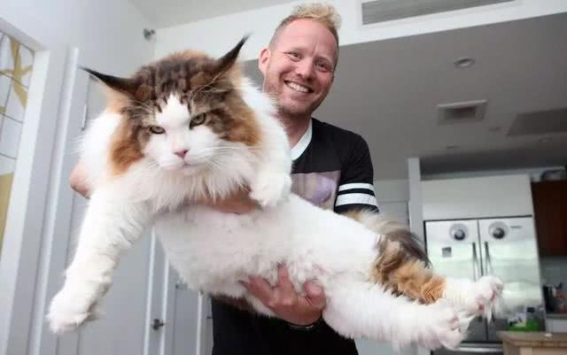 猫中哥斯拉来了, 大家有没有想要了解一下! 走过路过不要错过