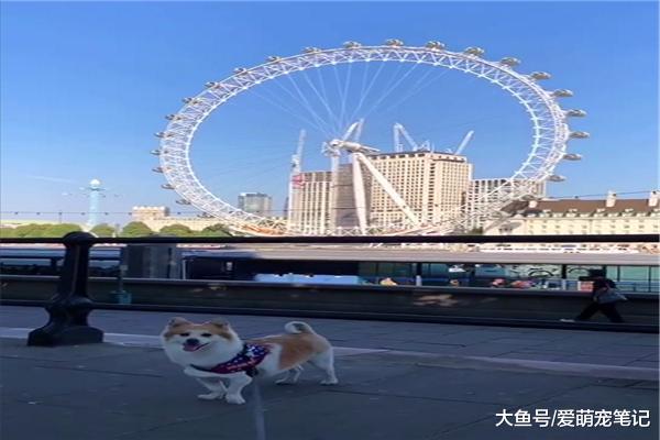 网友带着收养的田园犬，去过一百多个国家旅行：全网见识最广的汪