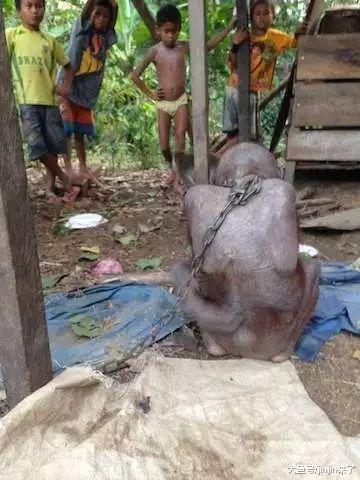 它亲眼目睹了偷猎者杀死自己妈妈，后又被残忍主人虐待！幸好……