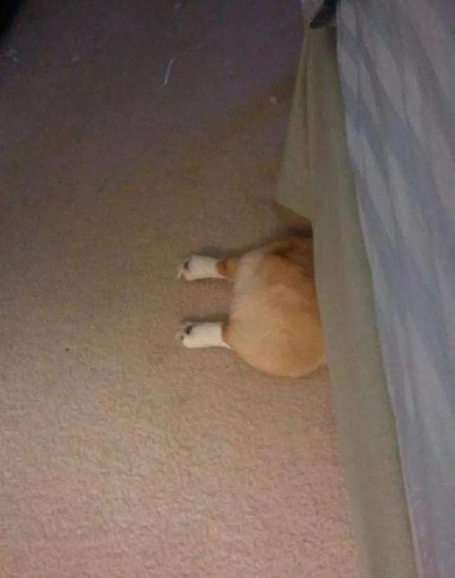 汪星人和铲屎官捉迷藏，它们躲藏的地方严重暴露了智商……