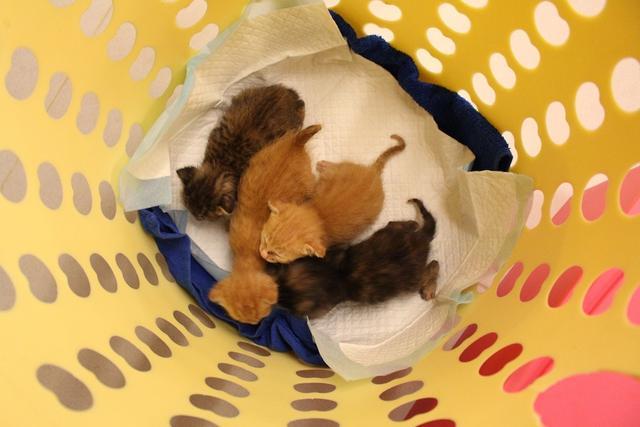 在路上遇到小奶猫, 该如何救助, 要记住停、看、听三大原则