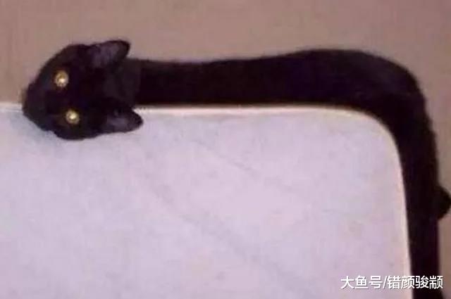 女孩画的猫十分神似，老师给了零分，看到猫照片后，老师哑口无言