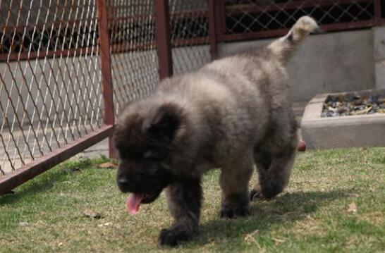 各种食物对高加索犬身体健康的影响