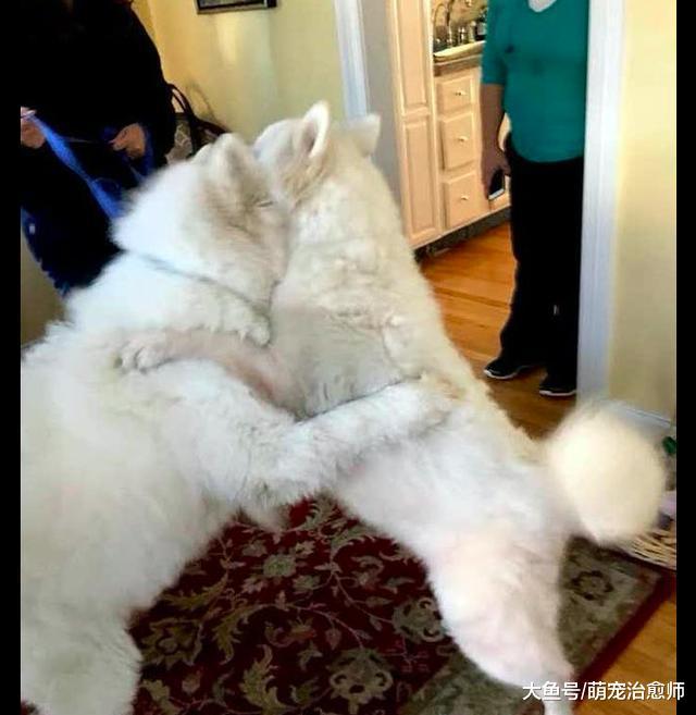 情侶薩摩耶被人從狗肉場救出來，領養后再次重逢緊緊擁抱在一起！