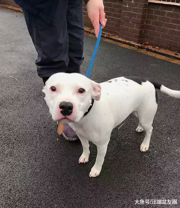 曾经它被连狗带窝遗弃在路边 如今明星和富翁抢着要收养它