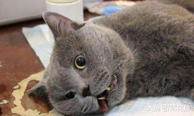 做完绝育手术的猫，一脸生无可恋......