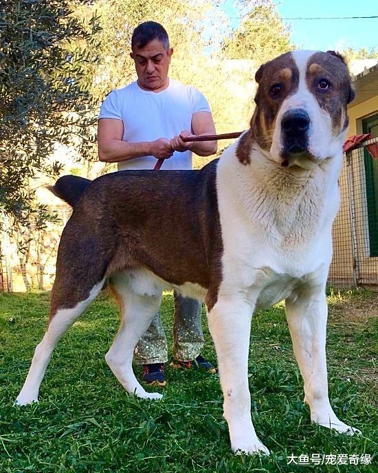 史上最为古老的4大獒犬，比狼还大，比兽还凶，藏獒不在其中