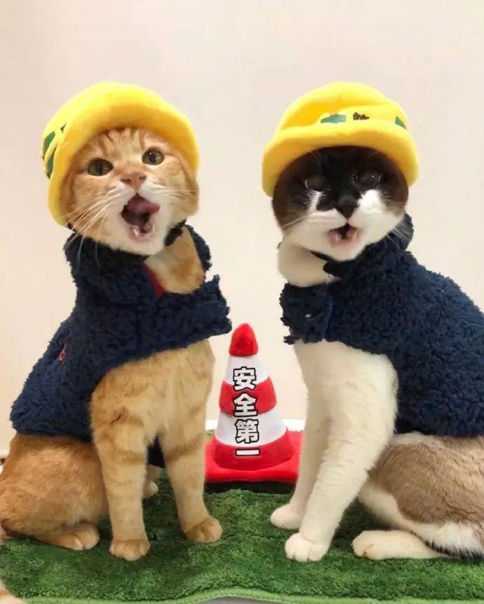 为了广大猫咪的烤火安全, 两只猫变身烤火安全宣传员